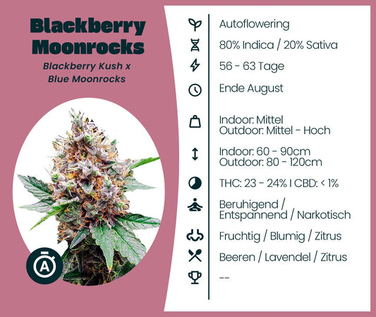 Blackberry Moonrocks Auto Cannabissamen mit Infokarte zu Genetik, Anbaudauer, Wuchshöhe, THC-Gehalt und Geschmacksprofil