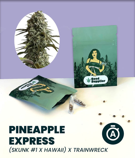 Pineapple Express Cannabissamen Packung mit Blütenfoto, Samen und Sorteninformationen