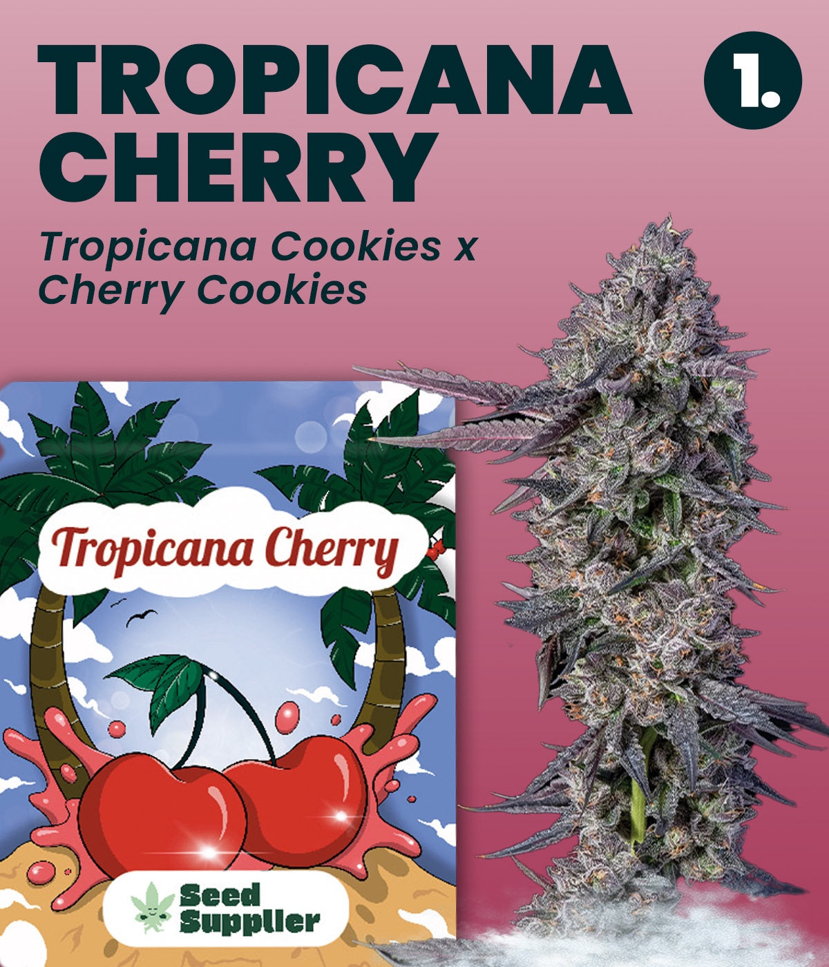 Gratis Cannabis Samen Tropicana Cherry