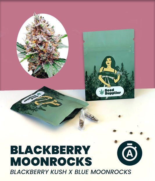 Blackberry Moonrocks Auto Cannabisblüte mit harzigen Buds, violetten Farbtönen und intensivem Beerenaroma