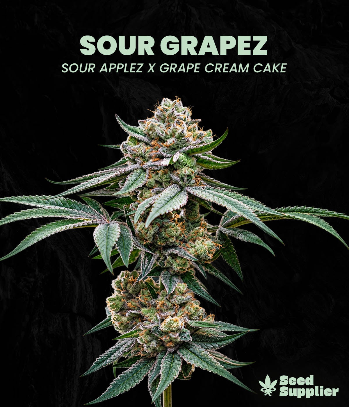 Sour Grapez Auto Cannabisblüte mit dichten weißen Trichomen, Sour Applez x Grape Cream Cake