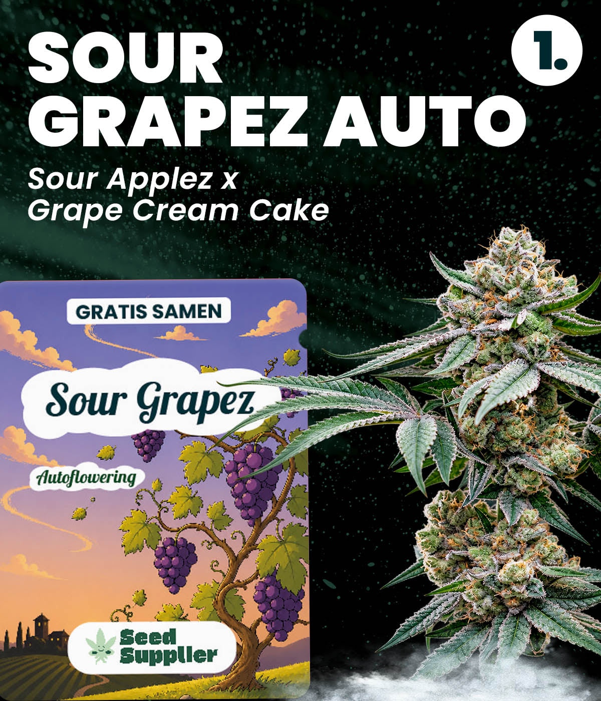 Gratis Cannabis Samen Sour Grapez Auto: Verpackung und Cannabisblüte, Kreuzung Sour Applez x Grape Cream Cake