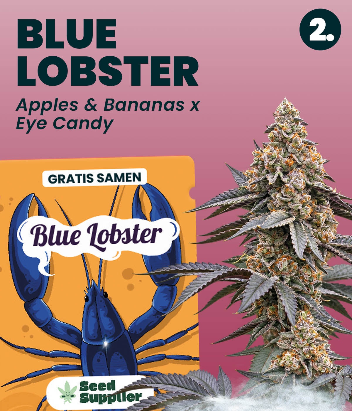 Gratis Cannabis Samen Blue Lobster: Verpackung und Cannabisblüte, Kreuzung Apples and Bananas x Eye Candy