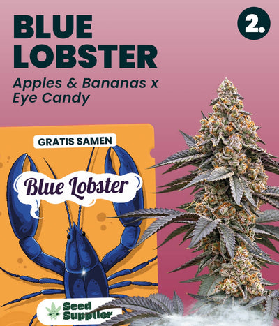 Gratis Cannabis Samen Blue Lobster: Verpackung und Cannabisblüte, Kreuzung Apples and Bananas x Eye Candy