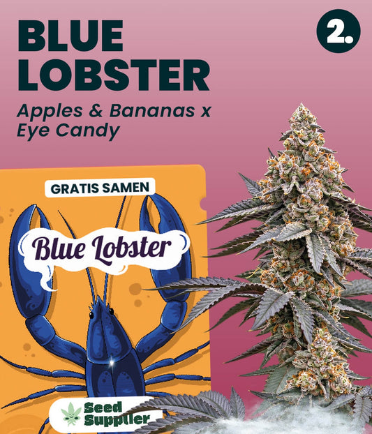 Gratis Cannabis Samen Blue Lobster: Verpackung und Cannabisblüte, Kreuzung Apples and Bananas x Eye Candy