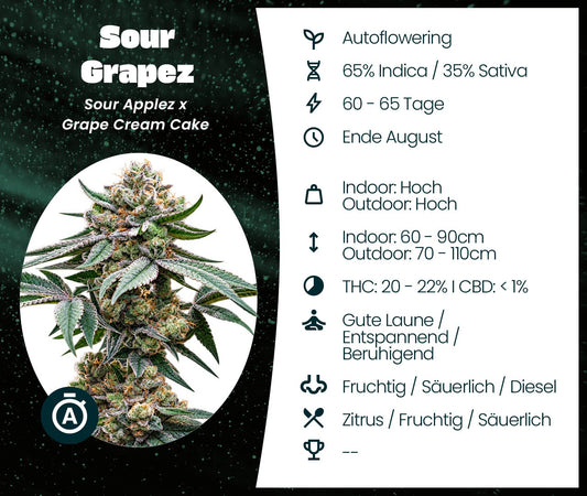 Sour Grapez Auto Infokarte mit Blüte, Genetik, Blütezeit, Wuchshöhe, THC-Gehalt und Geschmacksprofil