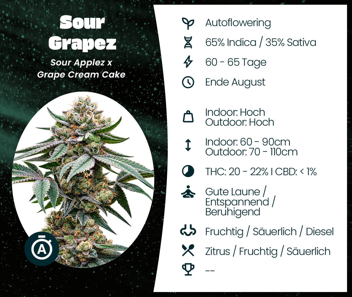 Sour Grapez Auto Infokarte mit Blüte, Genetik, Blütezeit, Wuchshöhe, THC-Gehalt und Geschmacksprofil