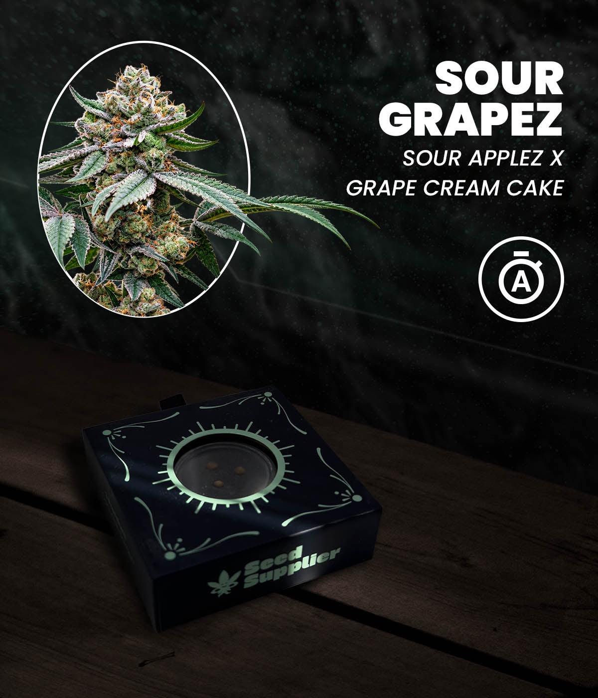 Sour Grapez Auto Autoflowering Cannabis Samen in der Seed Supplier Anzuchtbox mit Blütenfoto