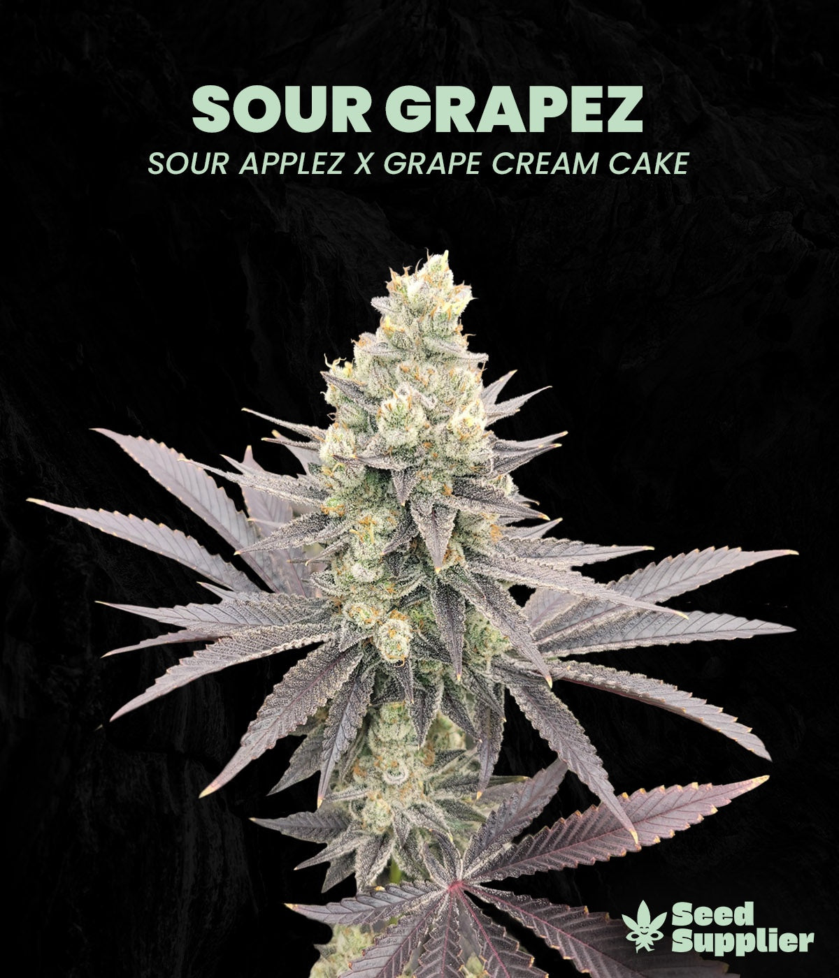 Sour Grapez