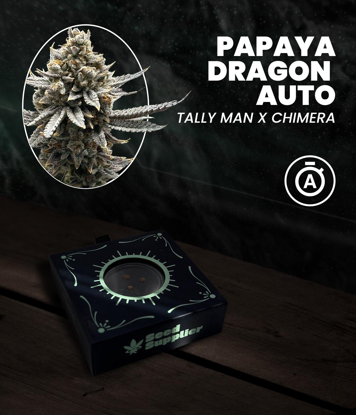 Papaya Dragon Auto Autoflowering Cannabis Samen in der Seed Supplier Anzuchtbox mit Blütenfoto