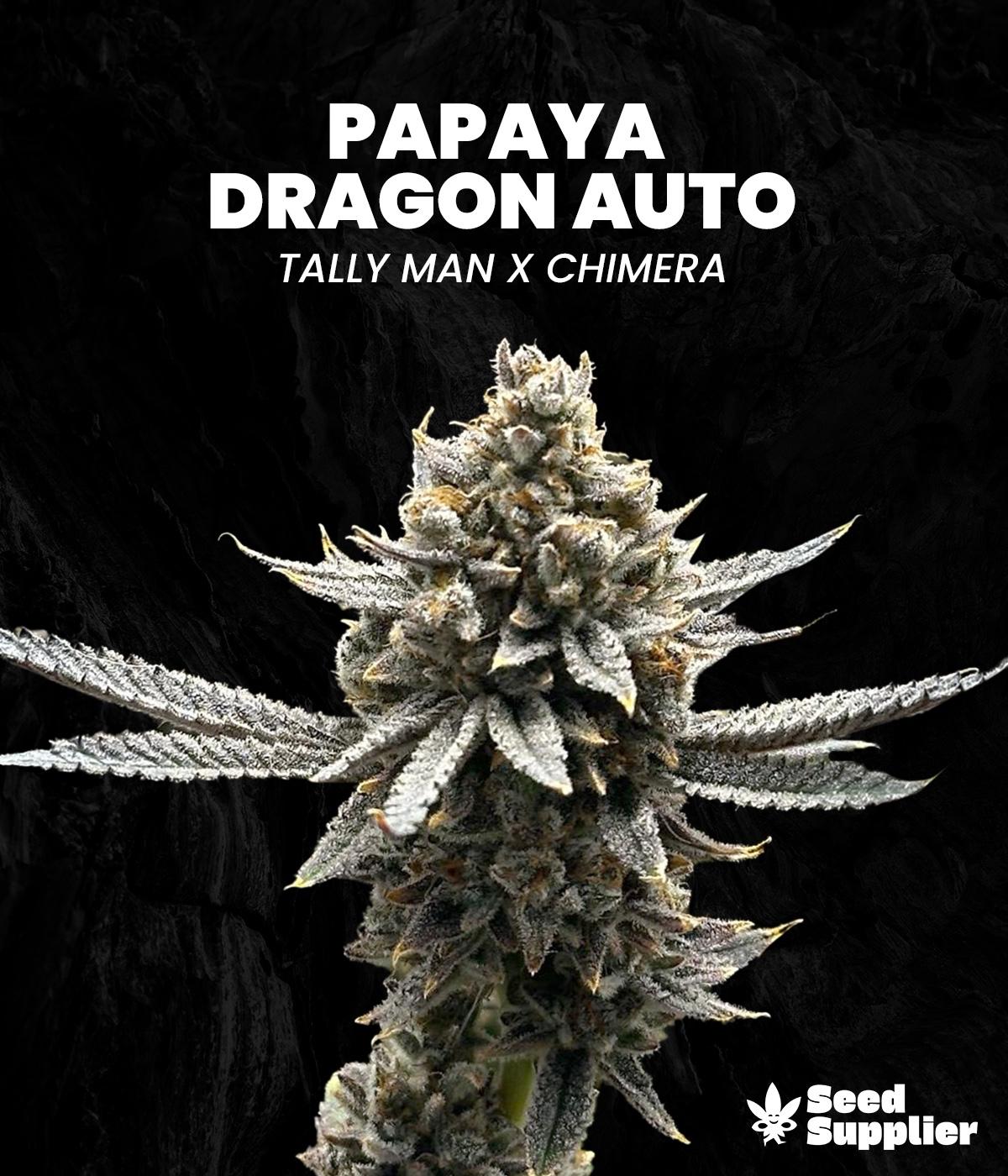 Papaya Dragon Auto Cannabisblüte mit dichten weißen Trichomen, Kreuzung Tally Man x Chimera