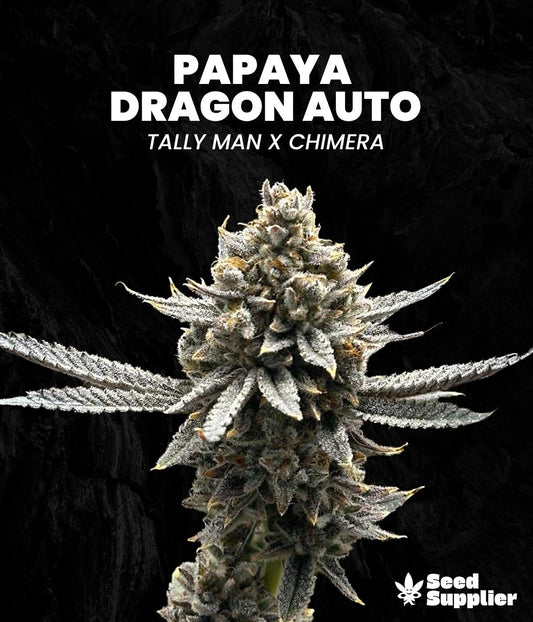 Papaya Dragon Auto Cannabisblüte mit dichten weißen Trichomen, Kreuzung Tally Man x Chimera