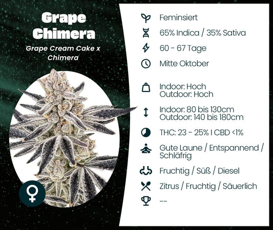 Grape Chimera Infokarte mit Blüte, Genetik, Blütezeit, Wuchshöhe, THC-Gehalt und Geschmacksprofil