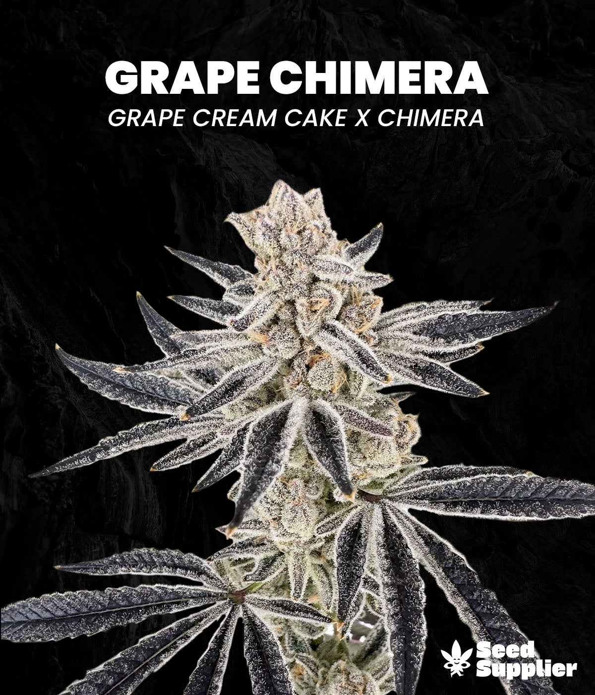 Grape Chimera Cannabisblüte mit dichten weißen Trichomen und dunklen Blättern, Kreuzung Grape Cream Cake x Chimera